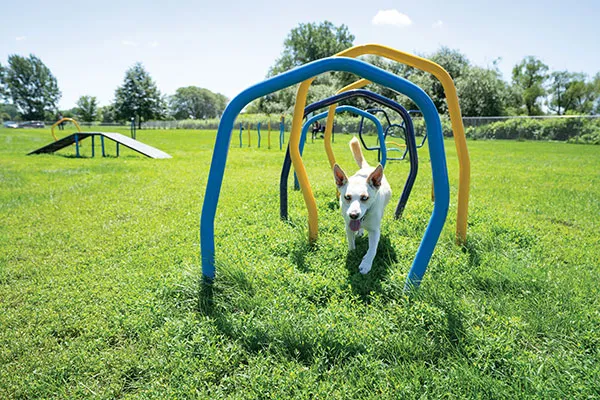 Dog Park Equipment by BCI Burke